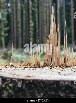 Recently logged Sitka Spruce tree in foreground temperate rainforest in distance Hoh Rainforest Olympic NF Stock Photo