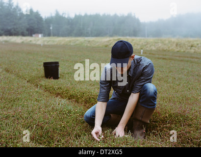 A cranberry farm in Massachusetts Crops in the fields A young man working on the land harvesting the crop Stock Photo