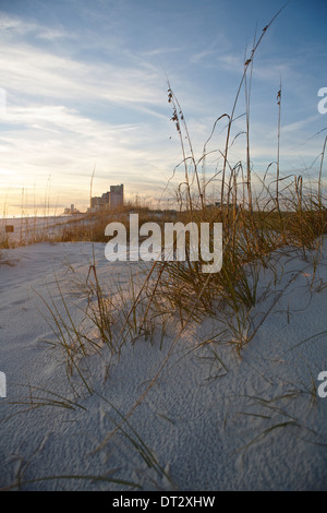 Dune grass on the beach in Gulf Shores, Alabama Stock Photo