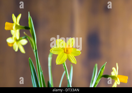 Narcissus cyclamineus Tete a Tete on wooden background