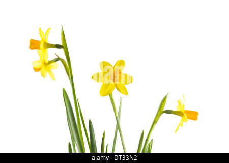 Narcissus cyclamineus Tete a Tete isolated on white background Stock Photo