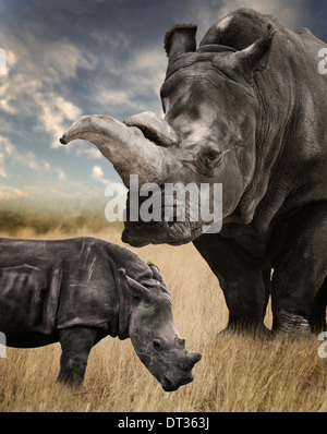 Mother And Baby White Rhino Grazing Stock Photo