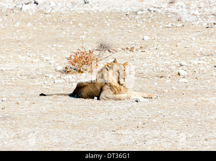 A lion lying in the afternoon sun in Etosha National Park, Namibia Stock Photo