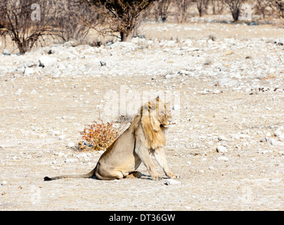 A lion lying in the afternoon sun in Etosha National Park, Namibia Stock Photo