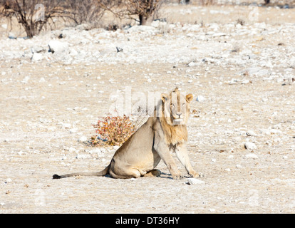 A lion lying in the afternoon sun looking straight ahead in Etosha National Park, Namibia Stock Photo