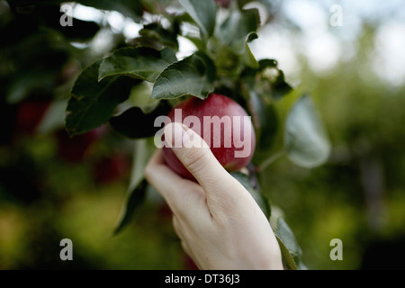 A hand reaching up into the boughs of a fruit tree picking a red ripe apple Stock Photo