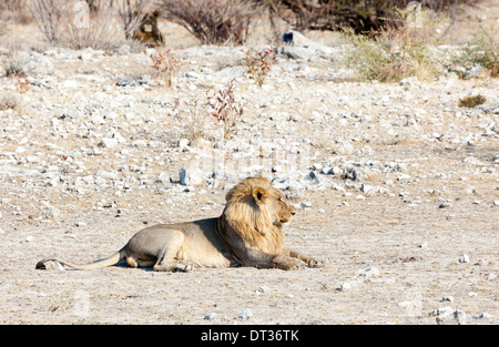 A lion lying in the afternoon sun in Etosha National Park, Namibia Stock Photo