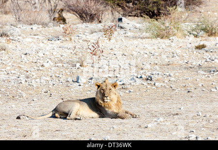 A lion lying in the afternoon sun looking straight ahead in Etosha National Park, Namibia Stock Photo