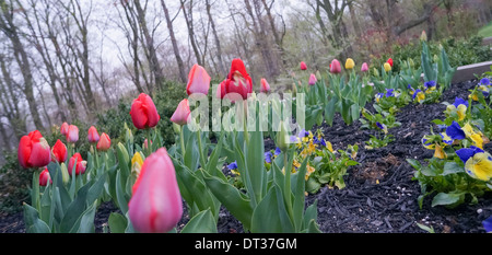 Tulips and pansies announce Spring Stock Photo