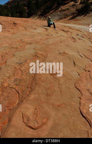 fossil Dinosaur footprint on stripped layered sandstone rock, southern Utah Stock Photo