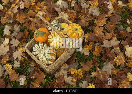 Autumn leaves on the ground. A trug or basket with a selection of squashes and gourds. Vegetables.  Organic farming. Stock Photo