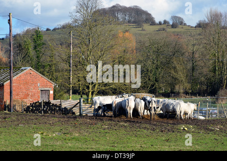 Cattle feeding on hay from a raised feeder on wet, muddy and badly poached pasture with St Catherines Hill in the background Stock Photo