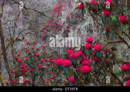 Rhododendron in bloom in the forests of Paro Valley, Bhutan Stock Photo