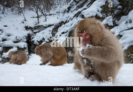Japanese Macaques, Japanese Alps, Honshu Island, Japan Stock Photo