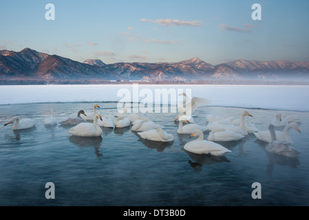 Cygnus cygnus, Whooper swans, on a frozen lake in Hokkaido. Stock Photo