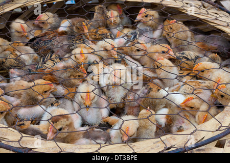 Chicks for sale at market, Yuanyang, China Stock Photo