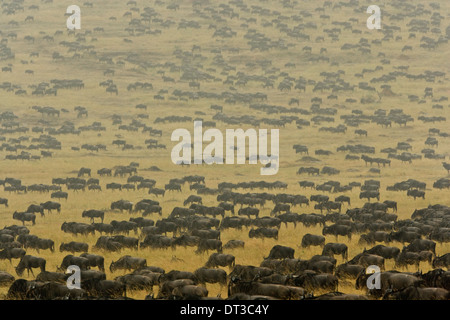 Herd of wildebeest migration Kena Masai Mara river Stock Photo