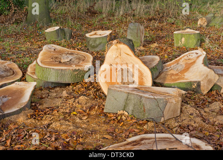 Tree stumps and cut logs in a woodland setting, UK Stock Photo