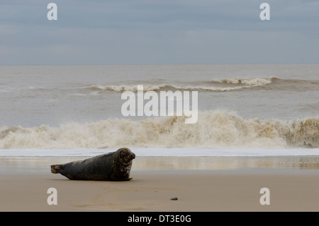 Grey seal [Halichoerus grypus] male bull  December. Norfolk. Between Horsey Gap and Winterton Dunes. UK Stock Photo