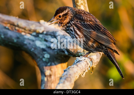 Female Red-Winged Blackbird (Agelaius phoeniceus) perched in a tree. Stock Photo