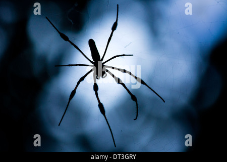 Golden silk orb-weaver or Banana Spider (Nephila clavipes) silhouetted against a white and blue sky. Stock Photo