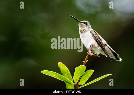 Juvenile Male Ruby-throated Hummingbird (Archilochus colubris) perched on a tree limb. Stock Photo