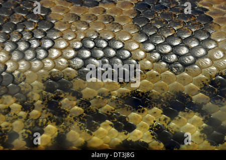 Yellow anaconda snake skin covered in textured scales animal background closeup. Stock Photo