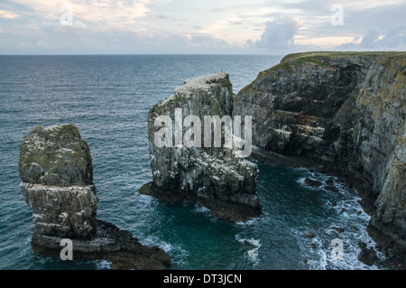 Elegug Stacks on Welsh coastline in Pembrokeshire Coast National Park, Wales United Kingdom UK Stock Photo