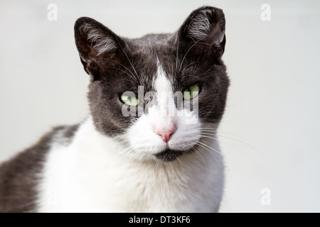 Gray and white adult cat looking at the camera. Stock Photo