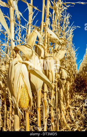 Silage corn in winter still on the stalks Stock Photo