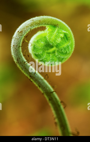 A fern (pteridophyte) turning from a fiddlehead to a frond. Stock Photo