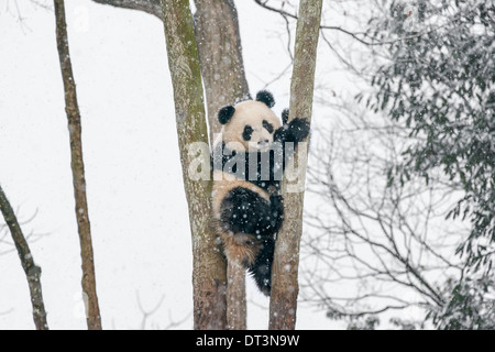 Panda Fall Tree A giant panda climbing in a tree, eating leaves in autumn Stock Photo ...