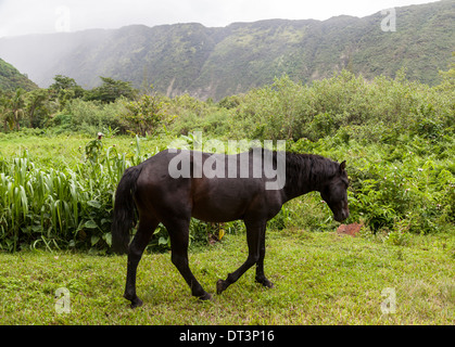 Wild horse roams in Waipio Valley on the Big Island of Hawaii Stock Photo
