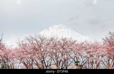 Mt fuji and pink cherry blossom tree in spring Kawaguchi lake, Japan Stock Photo