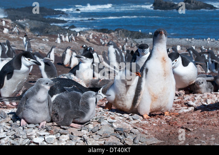 Chinstrap (Pygoscellis antarctica) mum letting two large Gentoo chicks know that they are too close to the nest, in Antarctica. Stock Photo