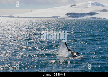 Humpback Whale (Megaptera novaeangliae) slapping the water with their pectoral fins in South Shetland, near Antarctica Stock Photo