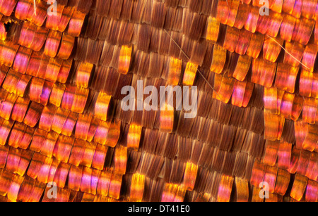 Urania ripheus: view of the flakes of the wings Stock Photo