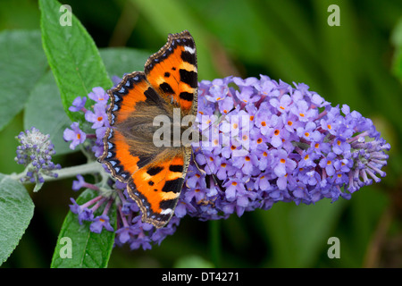 Small Tortoiseshell Butterfly; Aglais urticae; on Buddleia; Summer; UK Stock Photo