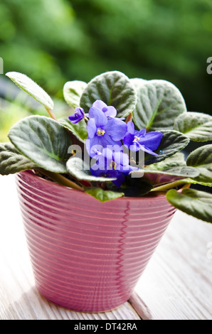African violet Stock Photo