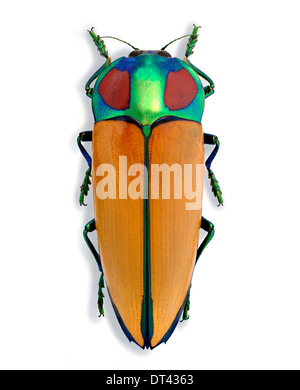 calodema-blairi-dt4363.jpg