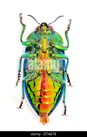 Stigmodera gratiosa hi-res stock photography and images - Alamy