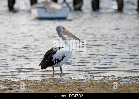 Australian Pelican (Pelecanus conspicillatus) standing on the edge of the sea with a boat in the background. Stock Photo