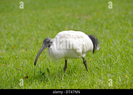 Australian white ibis (Threskiornis molucca) foraging in a park, Sydney, Australia. Stock Photo