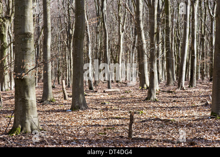 Bright beech forest in spring without any leaves yet Stock Photo