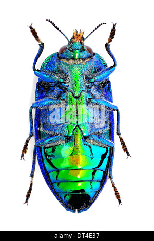 Stigmodera gratiosa hi-res stock photography and images - Alamy