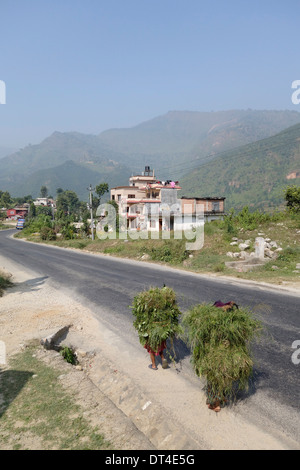 Carrying vegetation for feeding cattle along a highway in Nepal. Stock Photo