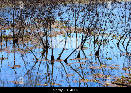 Reflections and silhouetted trees in the winter swamp at Brazos Bend State Park, Texas Stock Photo