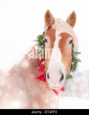 Dreamy Christmas themed image of a Belgian draft horse with a wreath and bow Stock Photo