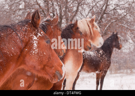 Five horses in a blizzard, all looking to the same direction away from the viewer, focus on the nearest horse Stock Photo