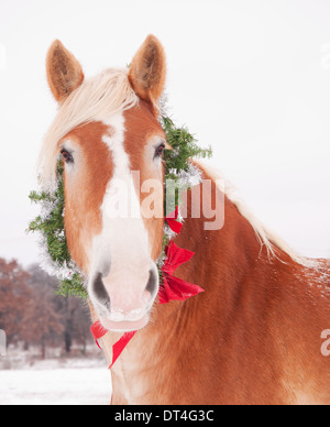 Blond Belgian draft horse wearing a Christmas wreath Stock Photo